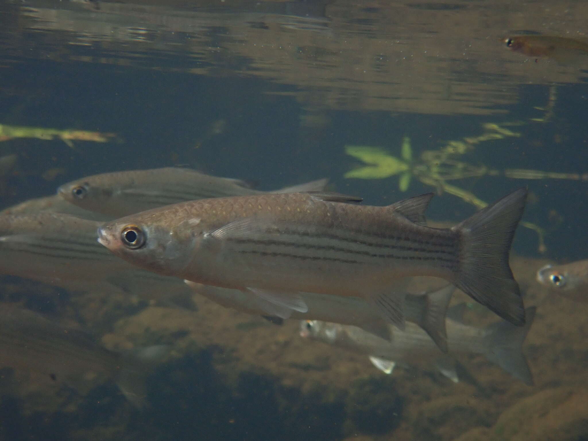 Image of Brown-backed mullet