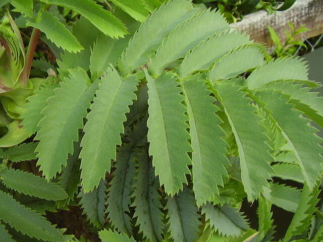 Image de Melianthus major L.