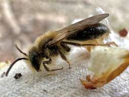 Image of Andrena pruni Robertson 1891