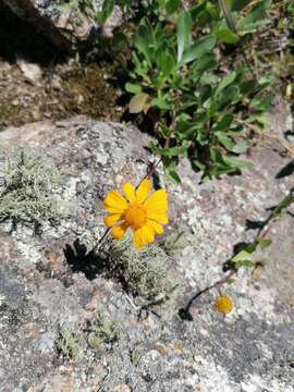 Image of creeping spotflower