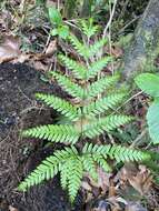 Image of Pteris incompleta Cav.