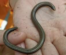 Image of Yolk-bellied Snake-skink