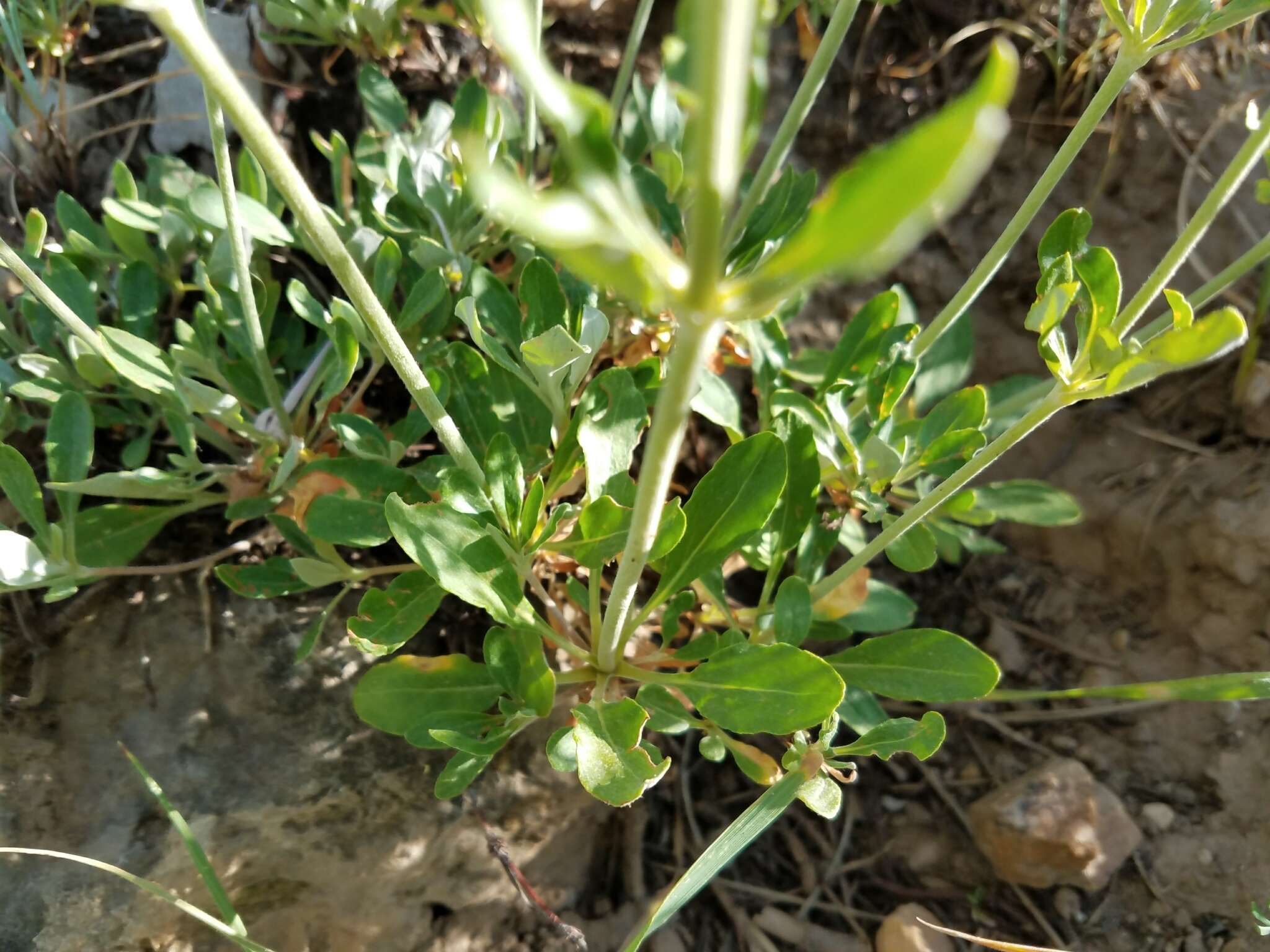 Image of parsnipflower buckwheat