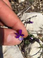 Image of Viola ermenekensis Yild. & Dinç