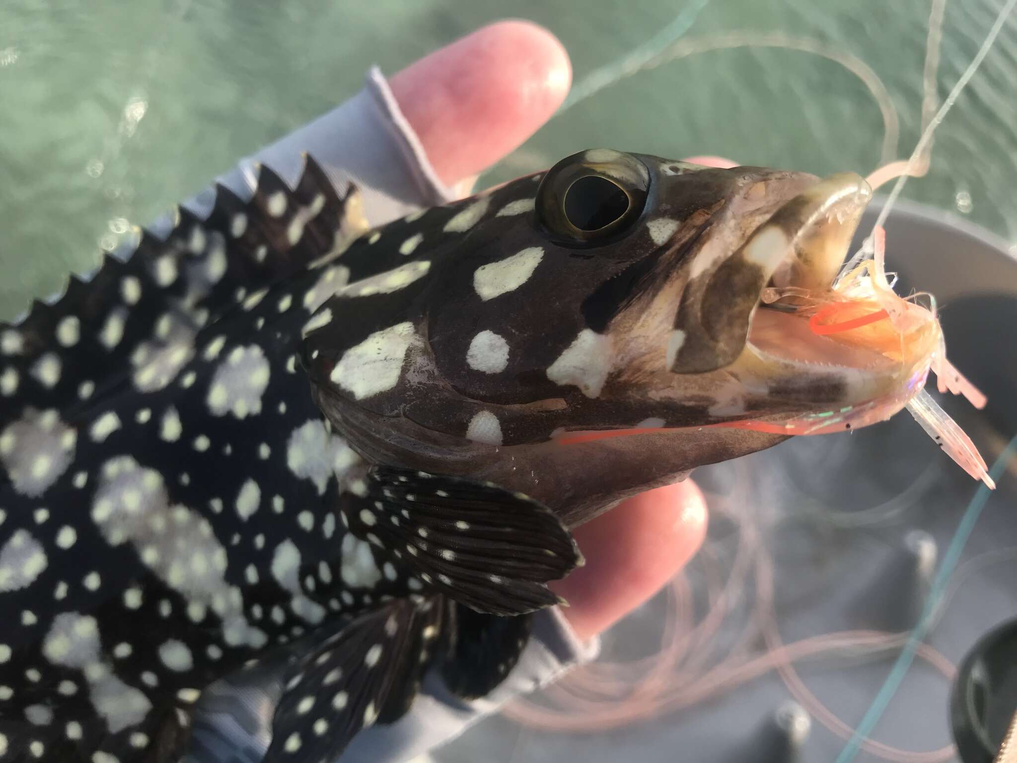 Image of Edgeblack Grouper