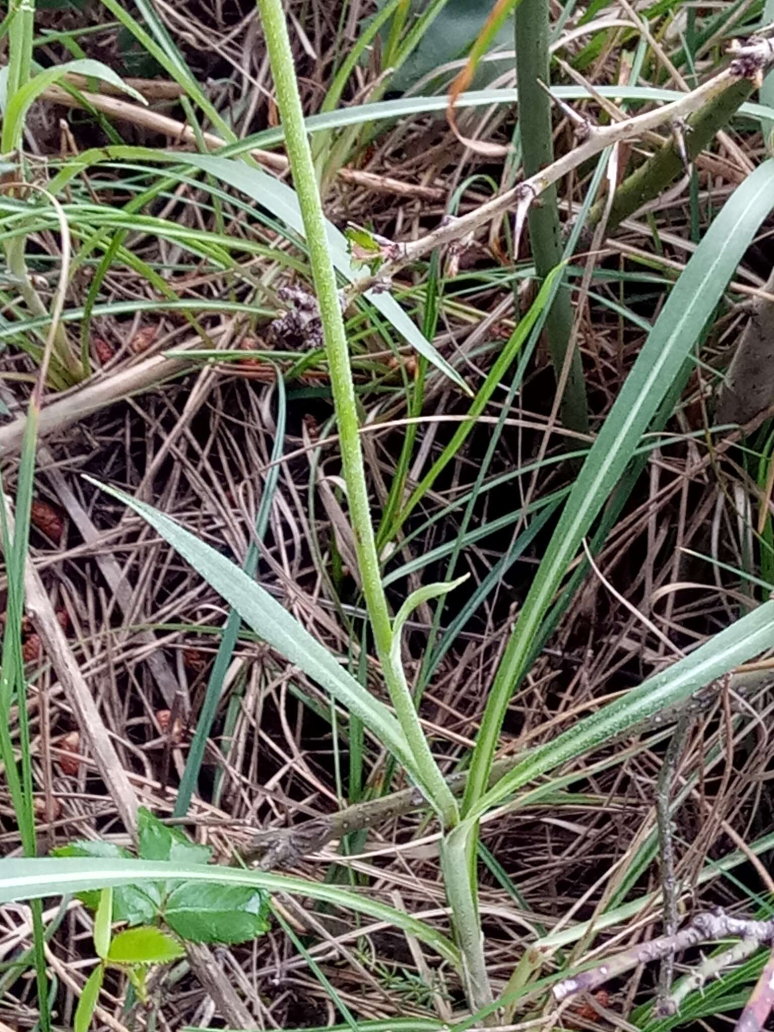 Image of Pseudopodospermum undulatum (Vahl) Zaika, Sukhor. & N. Kilian