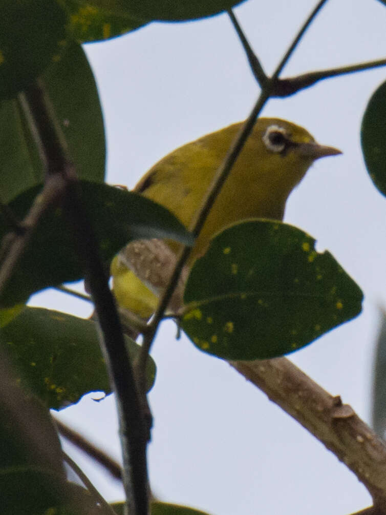 Image of Lemon-bellied White-eye