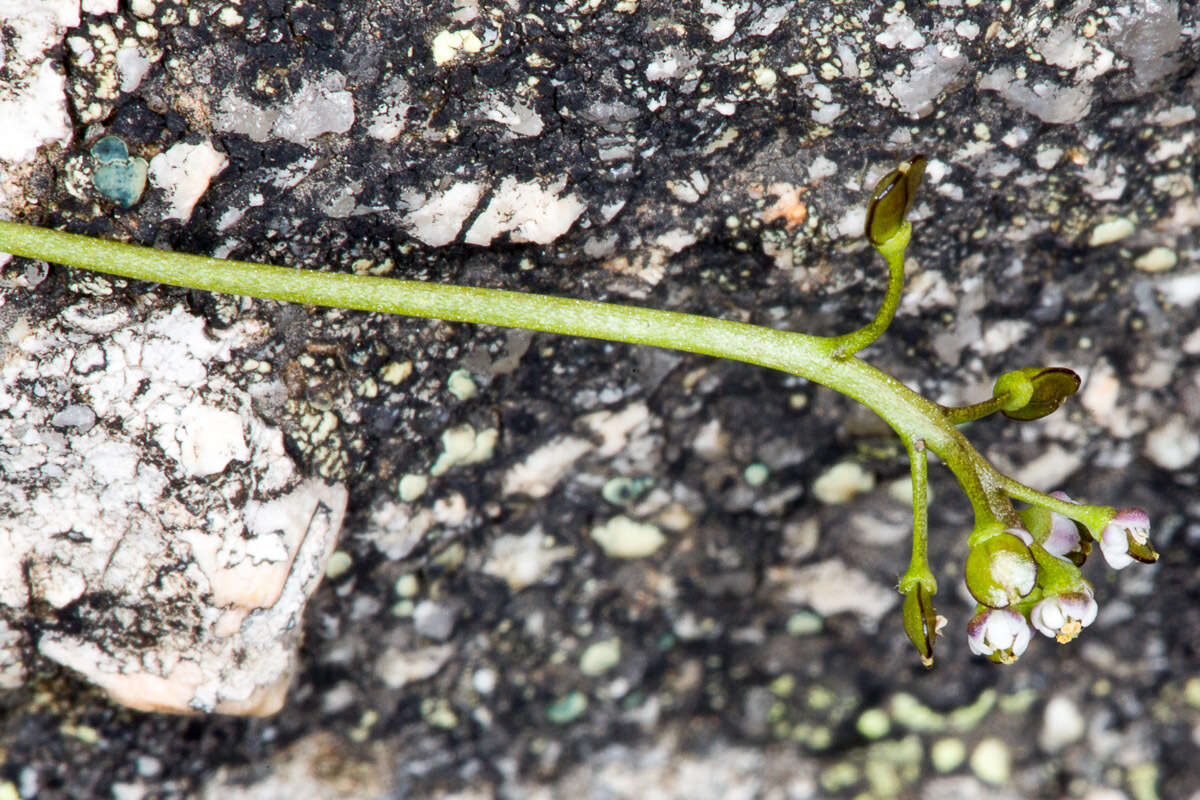 Imagem de Teesdalia coronopifolia (Bergeret ex Steud.) Thell.