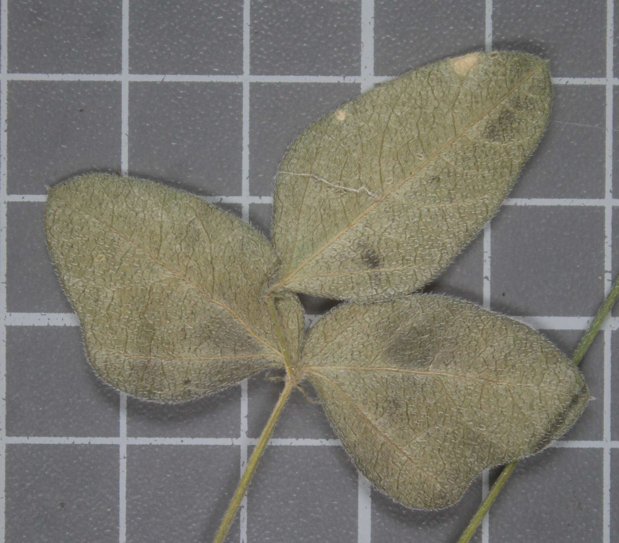 Image of Macroptilium erythroloma (Benth.) Urb.