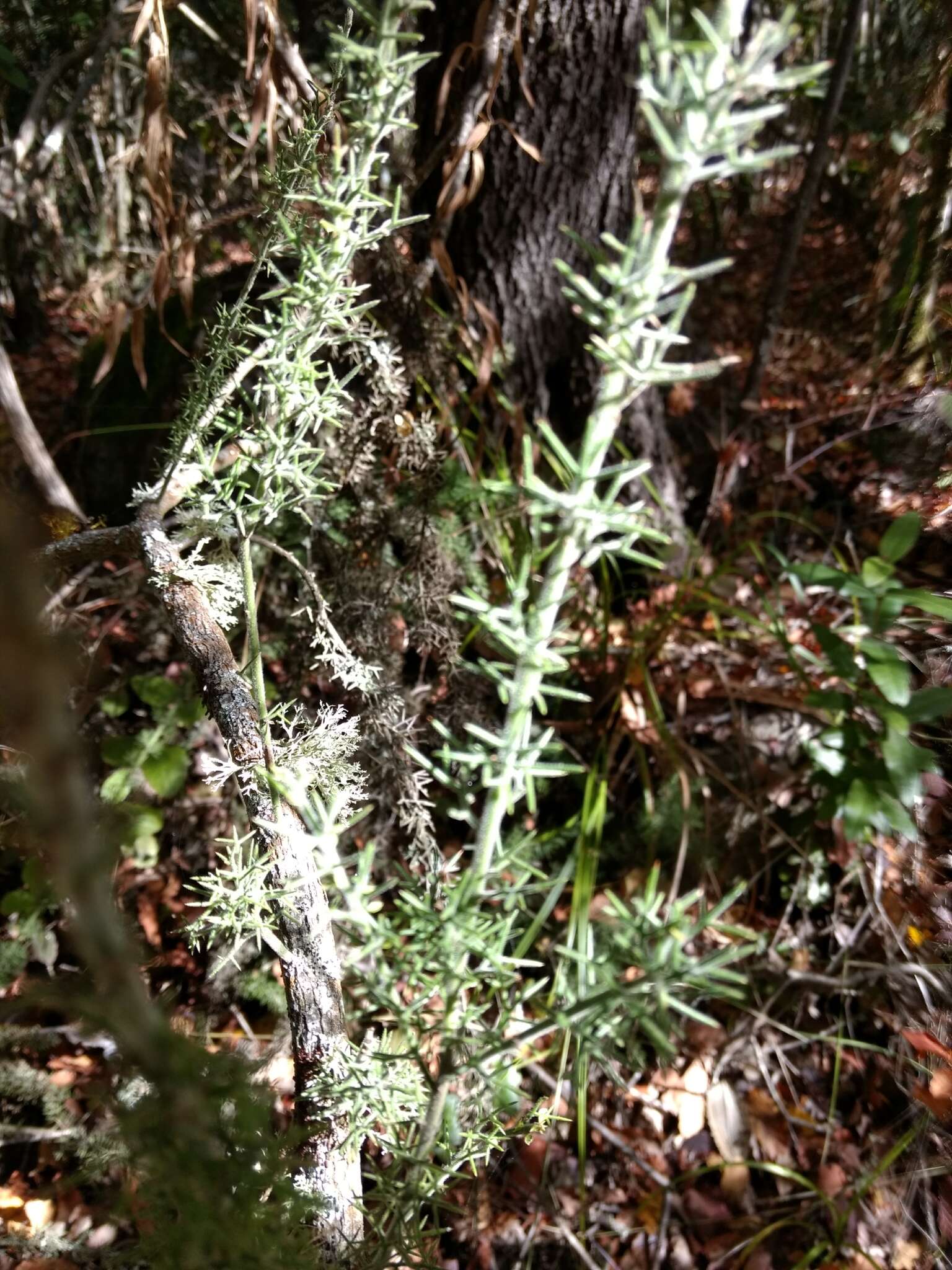 Image of Colletia ulicina Gill. & Hook.