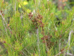 Image of Allocasuarina misera L. A. S. Johnson