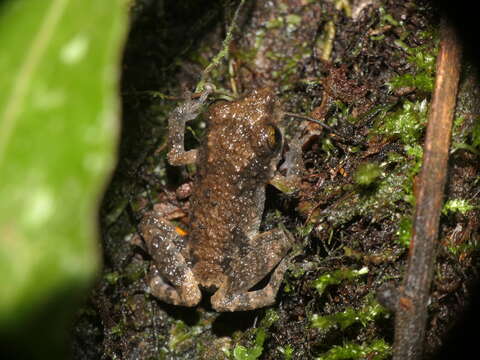 Image de Pristimantis diadematus (Jiménez de la Espada 1875)