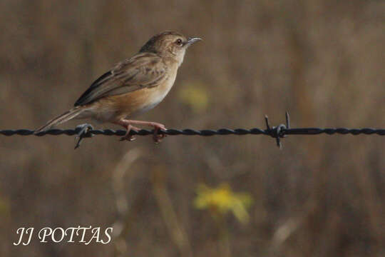 Слика од Cisticola textrix major (Roberts 1913)