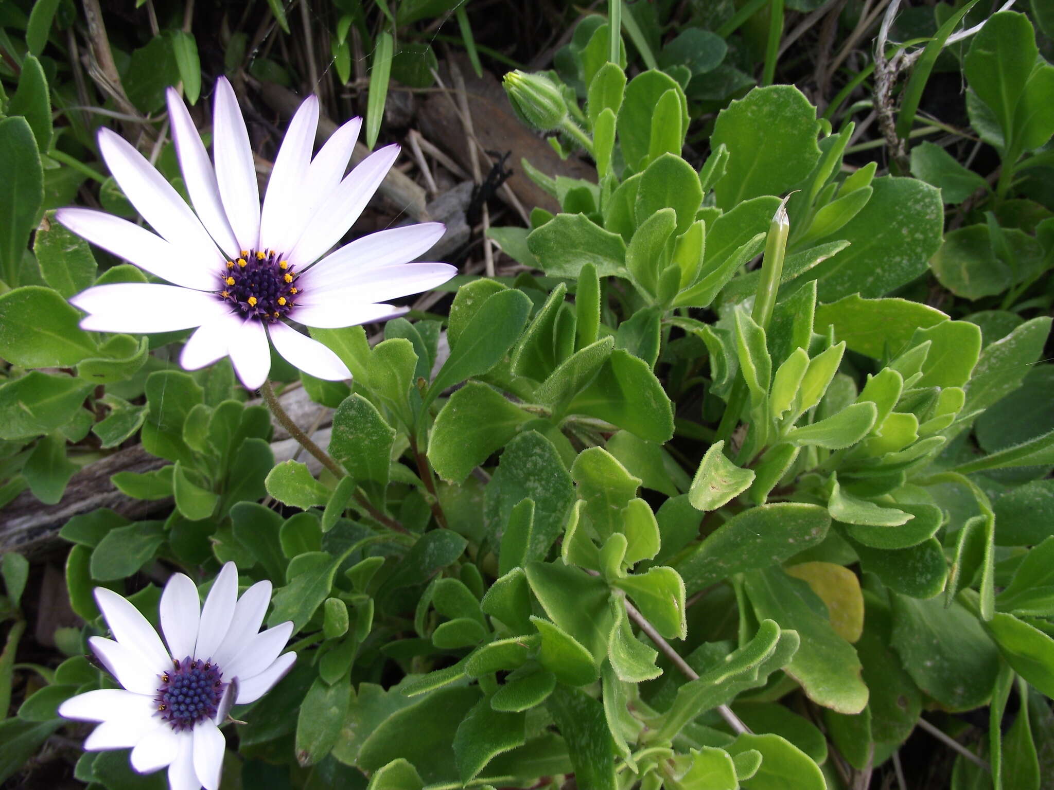 Image of shrubby daisybush