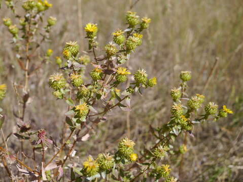 Image of subalpine gumweed