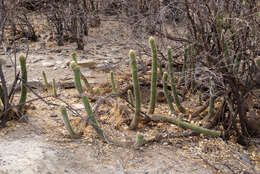 Imagem de Echinopsis quadratiumbonata (F. Ritter) D. R. Hunt