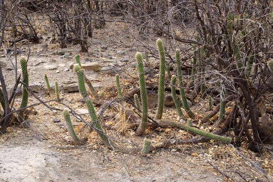 Echinopsis quadratiumbonata (F. Ritter) D. R. Hunt resmi