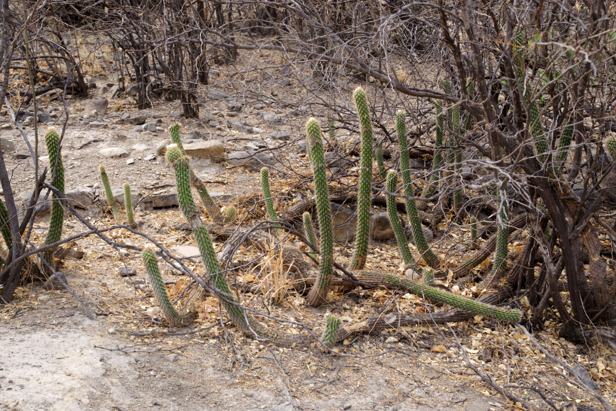 Imagem de Echinopsis quadratiumbonata (F. Ritter) D. R. Hunt