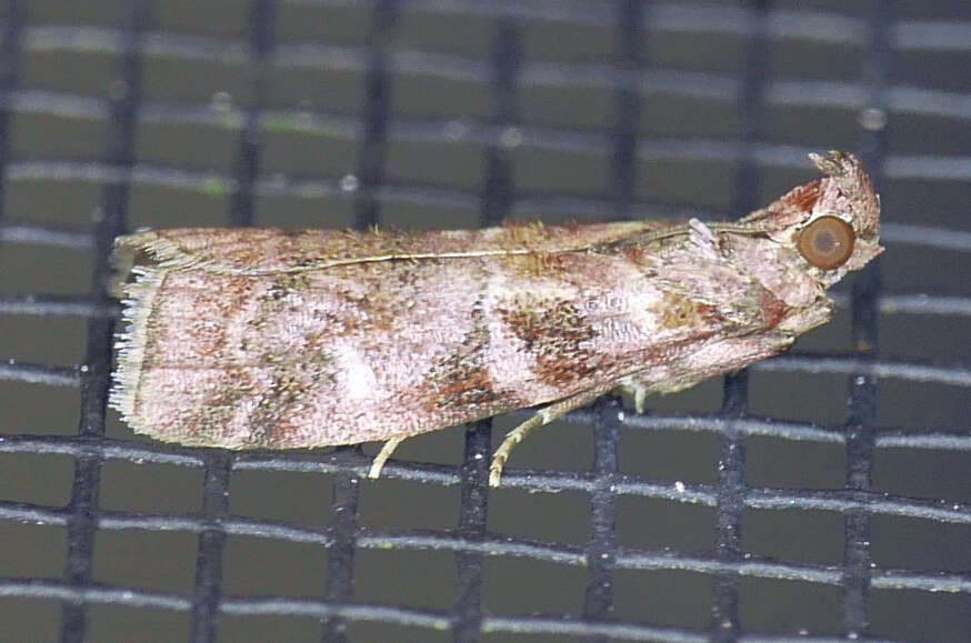 Image of Dioryctria pygmaeella