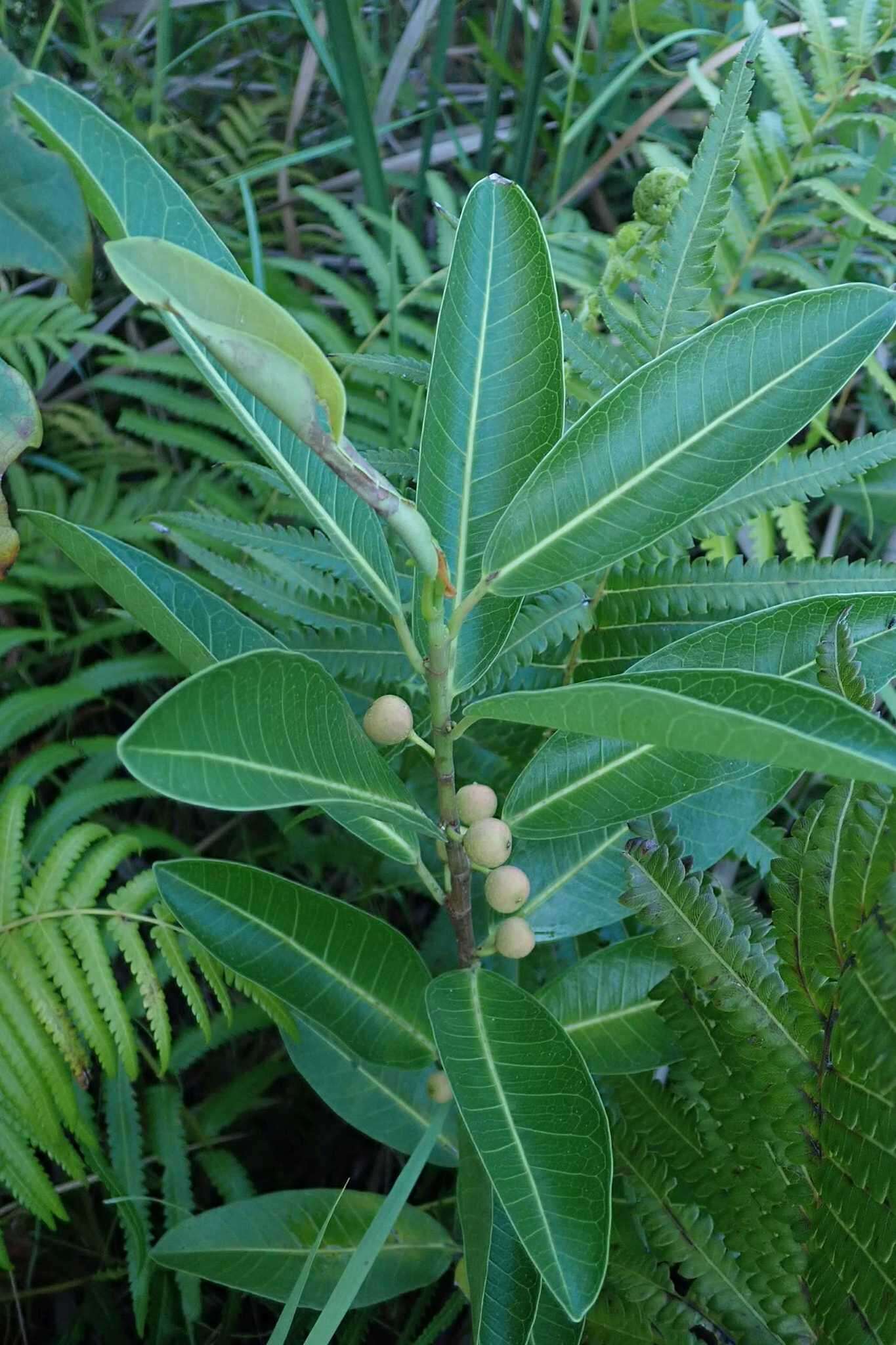 Imagem de Ficus verruculosa Warb.