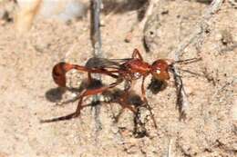 Image of Ammophila wrightii (Cresson 1868)