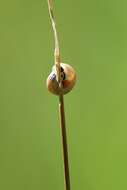 Imagem de Helicella itala (Linnaeus 1758)