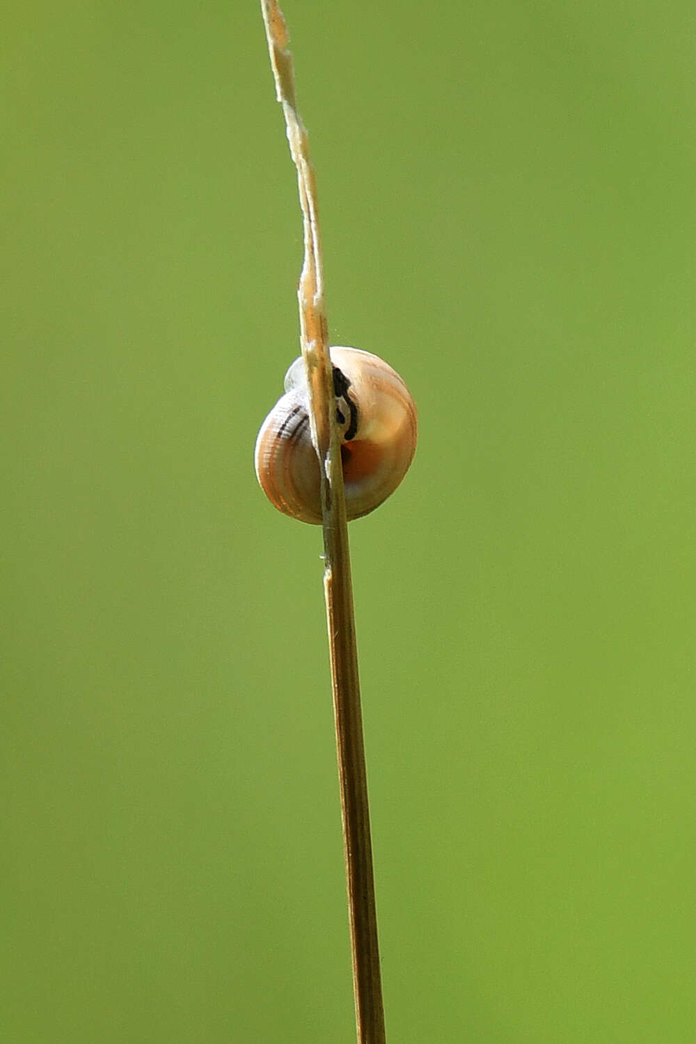 Imagem de Helicella itala (Linnaeus 1758)