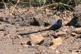 Image of Steel-blue Whydah