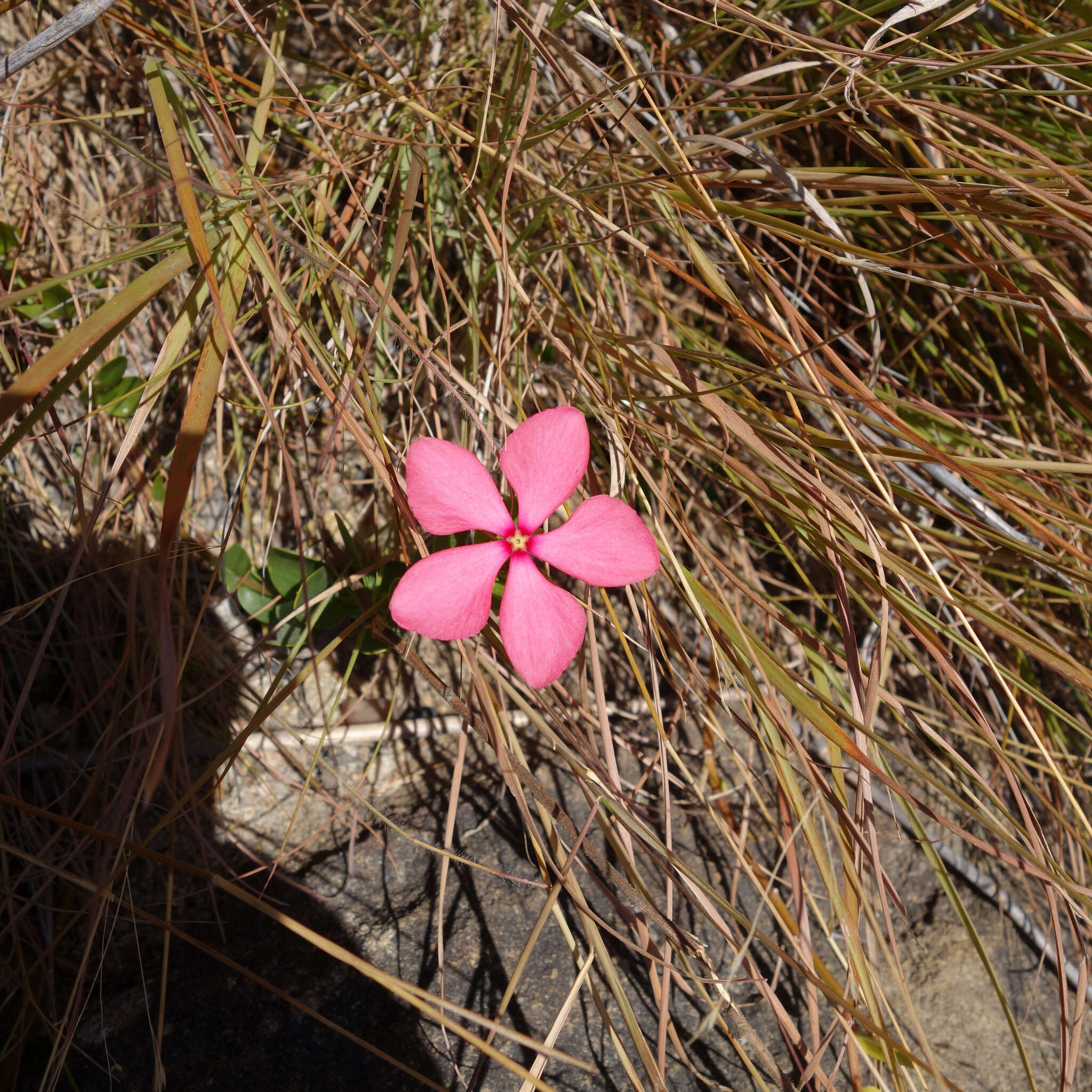 Image of Catharanthus ovalis Markgr.