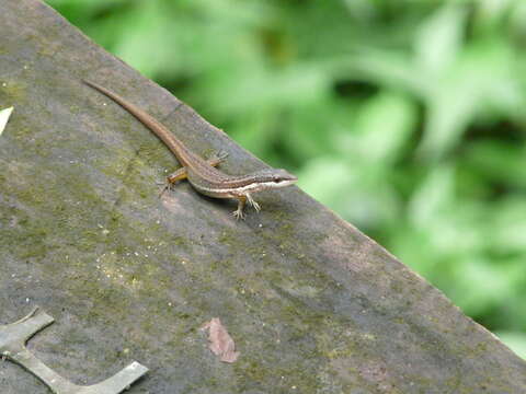 Image of White-Striped Eyed Lizard)