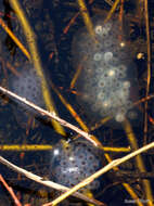 Image of Spotted Salamander