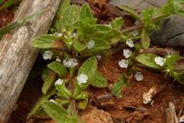 Sivun Sideritis romana subsp. curvidens (Stapf) Holmboe kuva