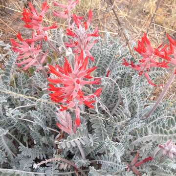 Imagem de Astragalus helleri Fenzl