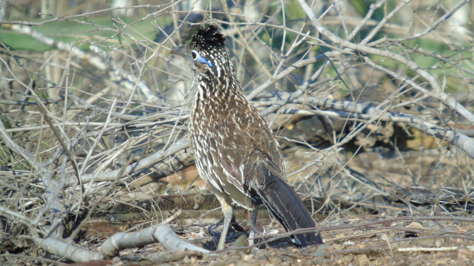 Image of Lesser Roadrunner