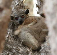 Image of Petter's Sportive Lemur