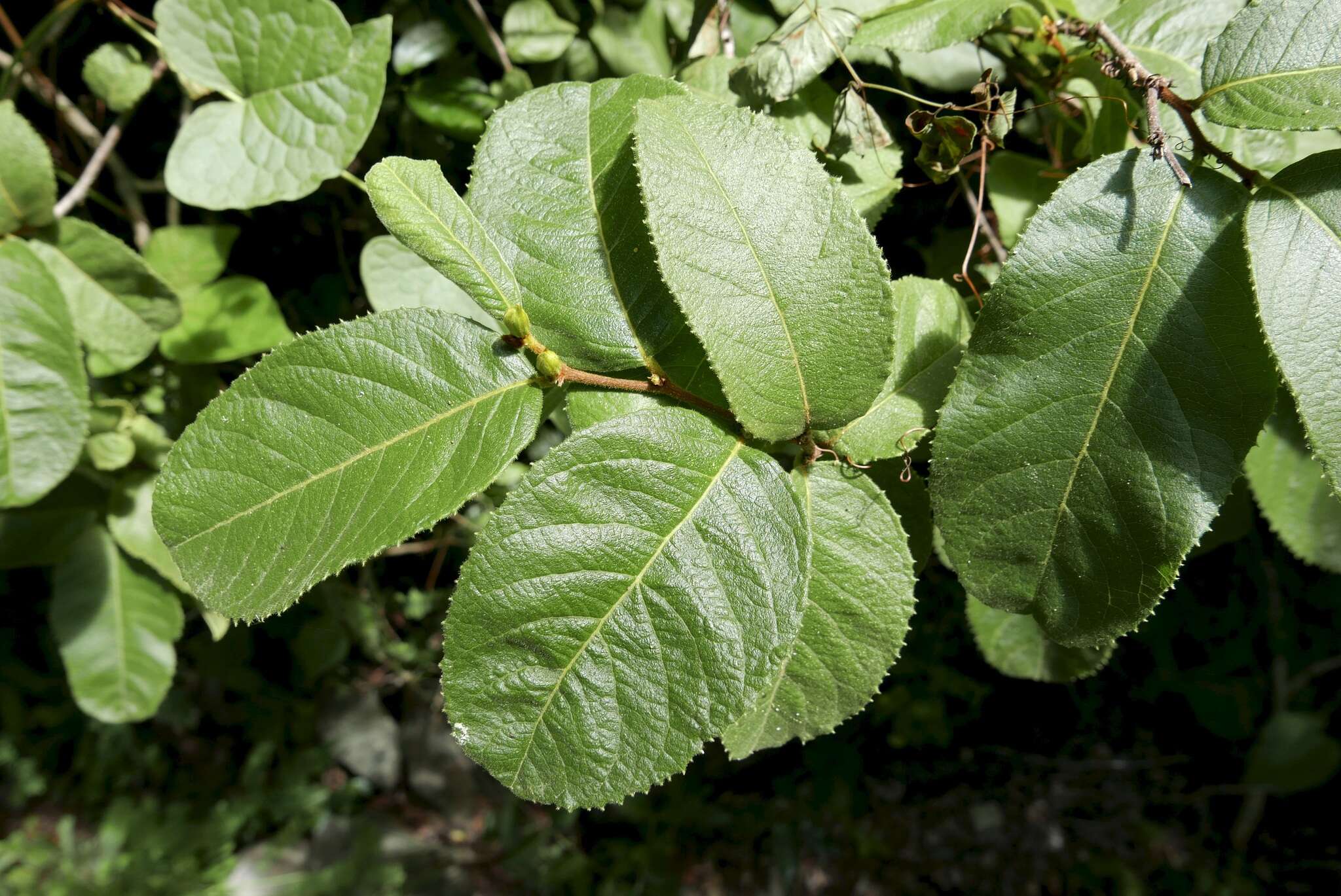 Image of Casearia dodecandra