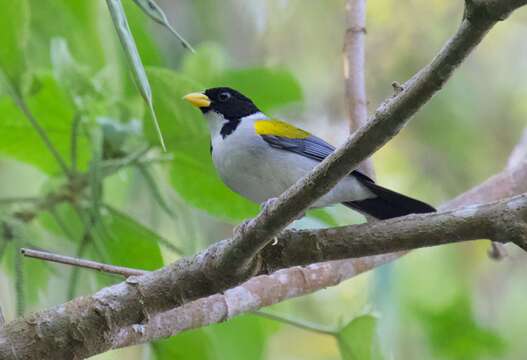 Image of Golden-winged Sparrow