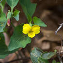 Sivun Viola lobata var. integrifolia S. Watson kuva