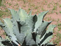 Image de Agave seemanniana Jacobi