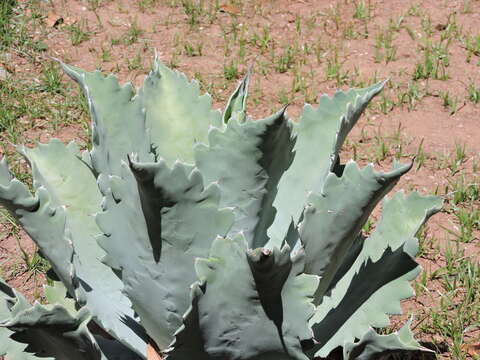 Image of Agave seemanniana Jacobi