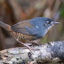 Image of White-breasted Tapaculo