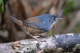 Image de Eleoscytalopus Maurício et al. 2008