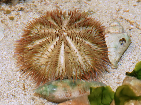 Image of green sea urchin