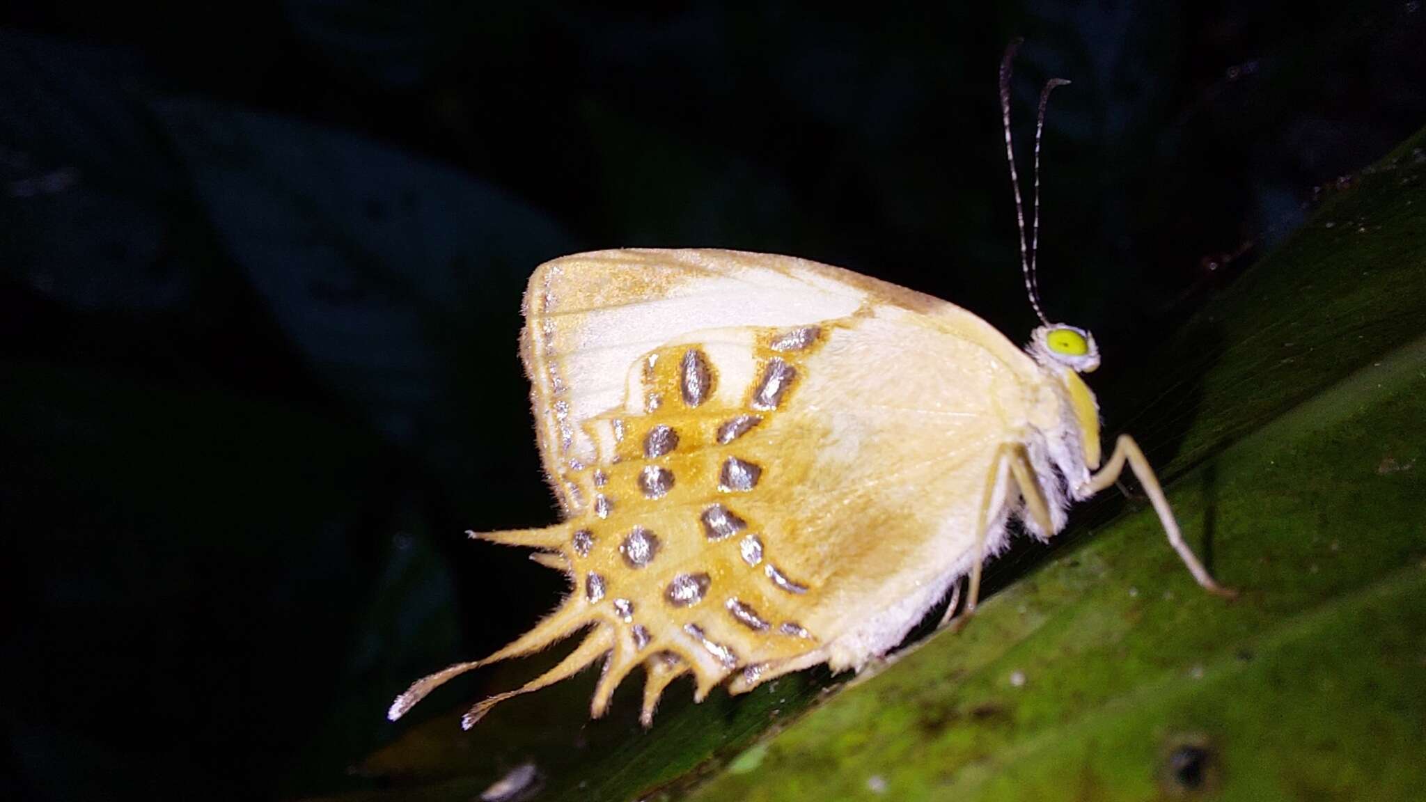 Image of Helicopis cupido Linnaeus 1758