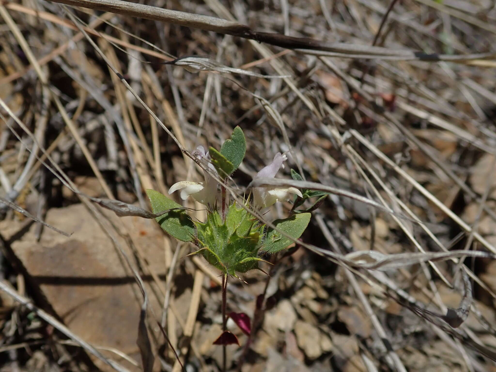 Image of Santa Clara thorn-mint