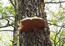 Image of Artist's fungus