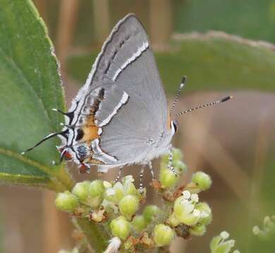 Image of Martial Scrub-Hairstreak