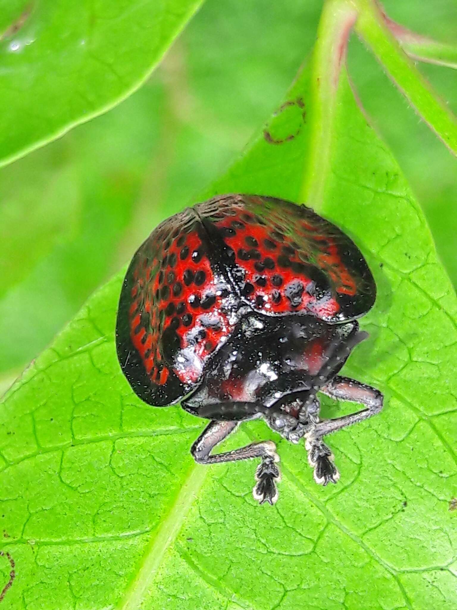 صورة Canistra (Canistra) irrorata (Guérin-Méneville 1844)