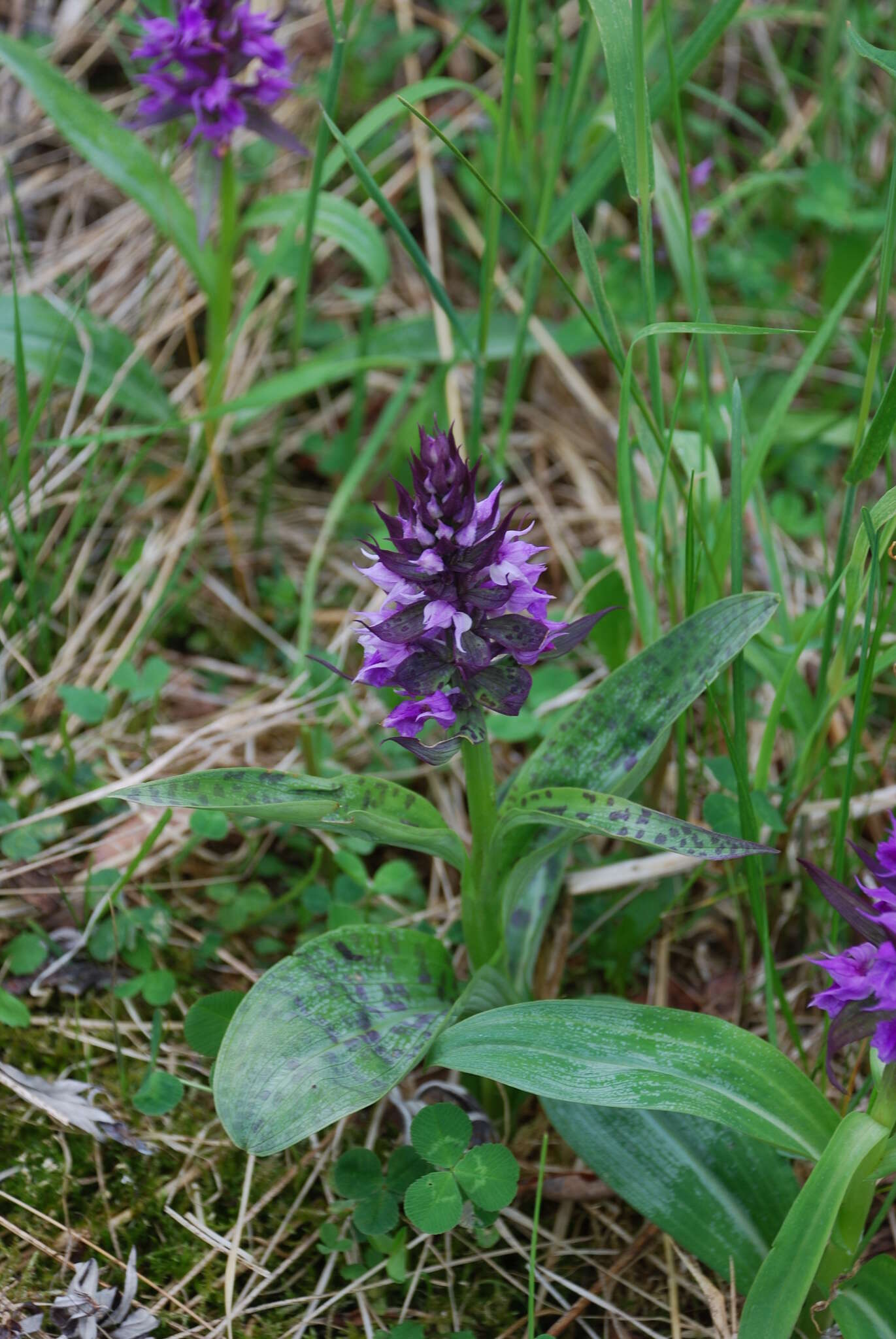 Image of Dactylorhiza aristata (Fisch. ex Lindl.) Soó