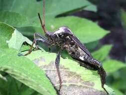 Image of Florida leaf-footed bug